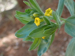 Lithospermum californicum