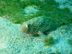 Epinephelus guttatus
