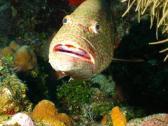 Epinephelidae