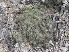 Petrophytum caespitosum caespitosum