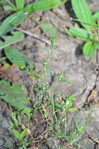 Polygonum plebeium observed 2026-08-15