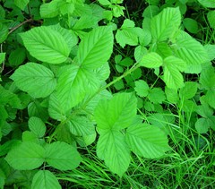 Rubus newbouldii