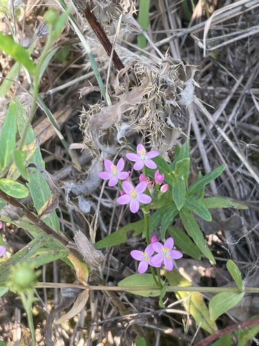 Common centaury