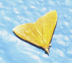 Loxomorpha flavidissimalis