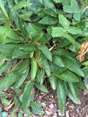 Penstemon confertus, photograph author not stated, no rights reserved