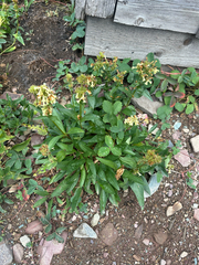 Penstemon confertus, photograph author not stated, no rights reserved