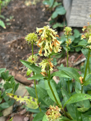 Penstemon confertus