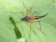 Tanyptera nigricornis