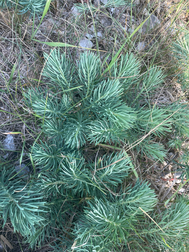 cypress spurge