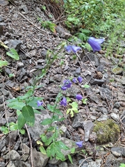 Campanula rhomboidalis, photograph (c) Lieven Decrick, some rights reserved (CC BY)