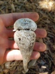 Amanita verna