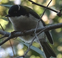 Melithreptus chloropsis