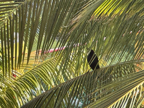 Great-tailed Grackle
