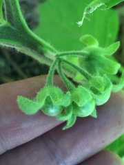 Solanum sarrachoides