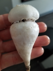 Amanita verna