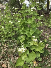 Alliaria petiolata