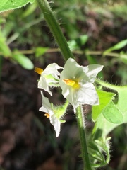 Solanum sarrachoides