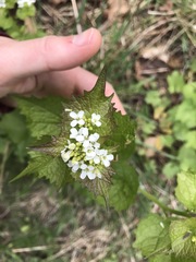 Alliaria petiolata