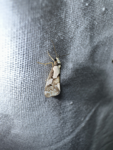 Philenora chionastis