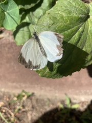 Ascia monuste orseis