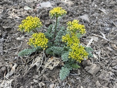 Lomatium parryi