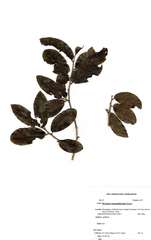 Drypetes mossambicensis