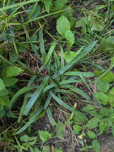 Carex laxiculmis