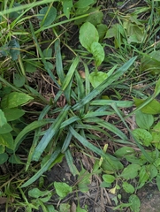 Carex laxiculmis