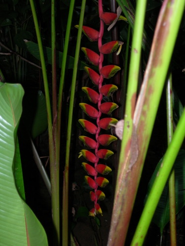 Heliconia rostrata