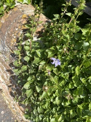 Campanula poscharskyana