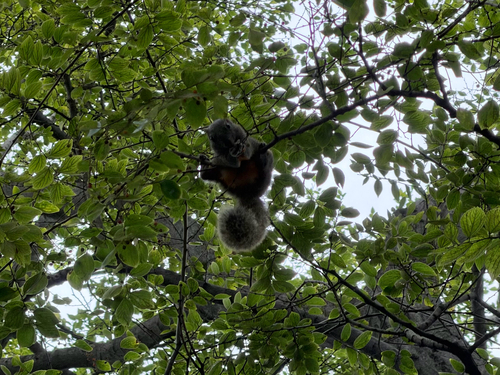Pallas' Squirrel