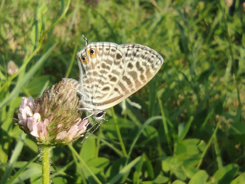 Lang's Short-tailed Blue