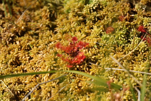 round-leaved sundew