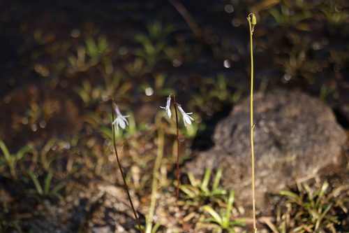 Water Lobelia