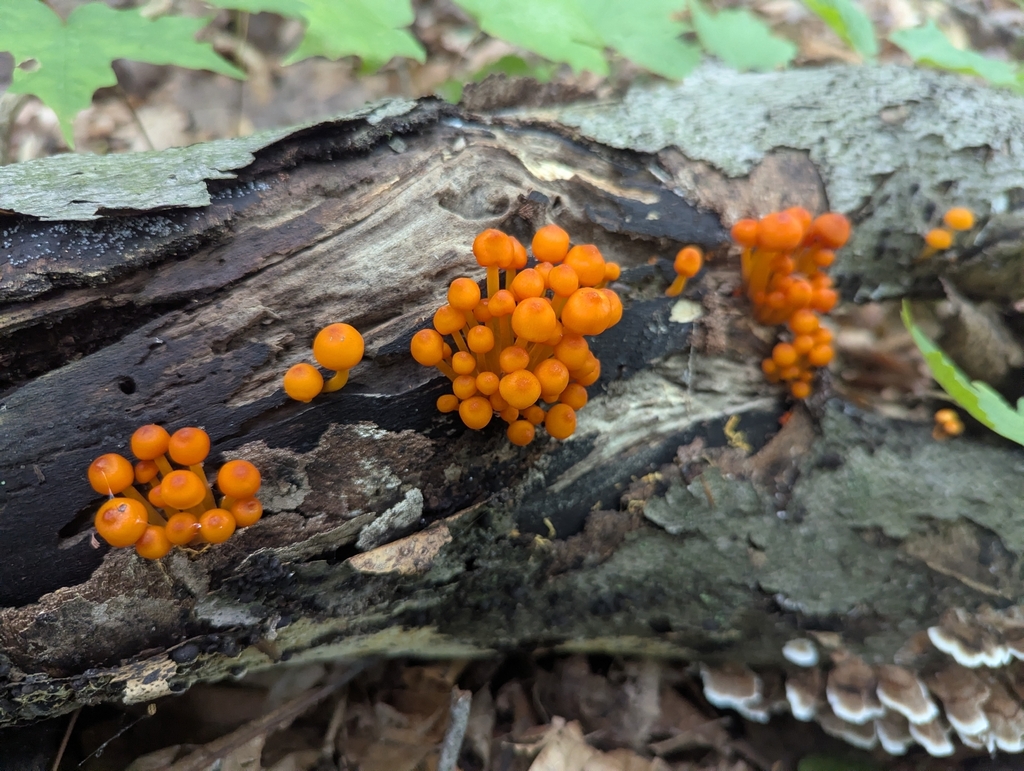 orange mycena · August 2026 · photo: Photo: (c) Skyler Principe, some rights reserved (CC BY) · iNaturalist