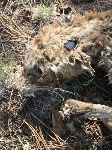 Common Raccoon photographed in Arizona