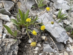 Ranunculus glaberrimus ellipticus