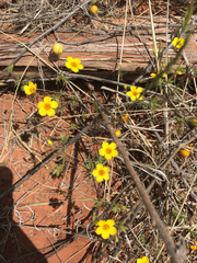 Leptosiphon chrysanthus