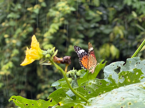Tropical Fritillary