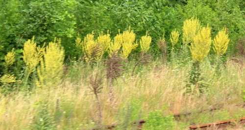 Verbascum speciosum