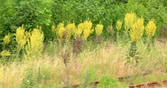 Verbascum speciosum