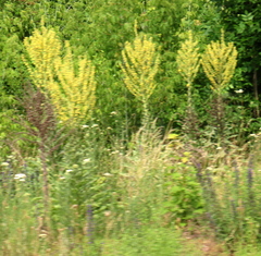 (c) Oleksandr Shynder, some rights reserved (CC BY) Verbascum speciosum, photograph (c) Oleksandr Shynder, some rights reserved (CC BY)