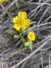 Ranunculus glaberrimus ellipticus