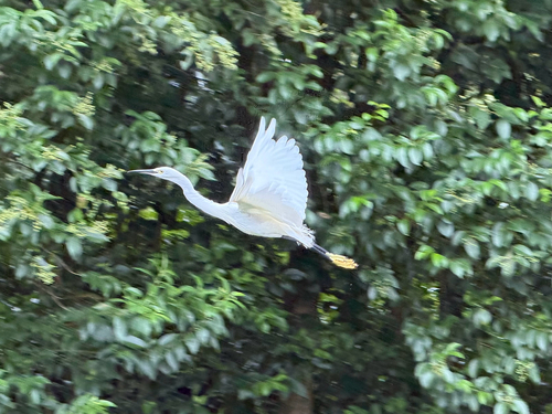 Little Egret