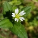 Common Mouse-ear Chickweed - Photo (c) Kelly Beller, some rights reserved (CC BY-NC), uploaded by Kelly Beller