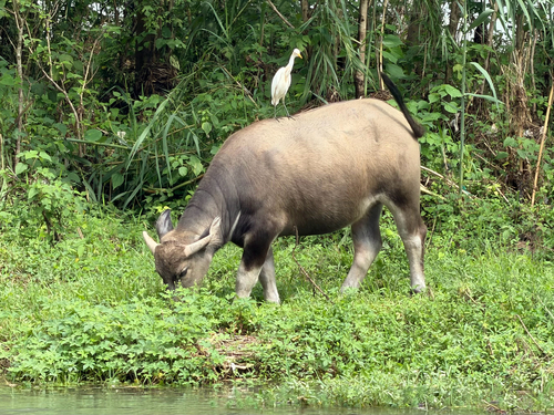 Eastern Cattle-Egret