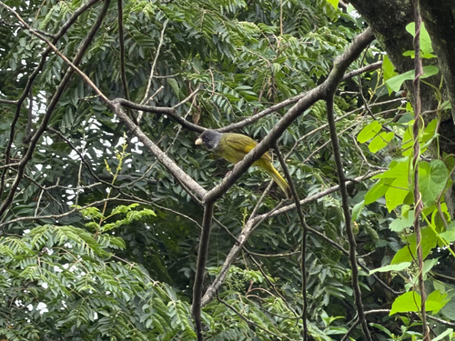 Collared Finchbill