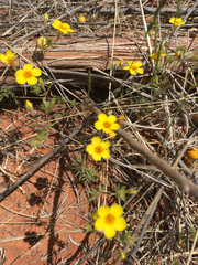 Leptosiphon chrysanthus