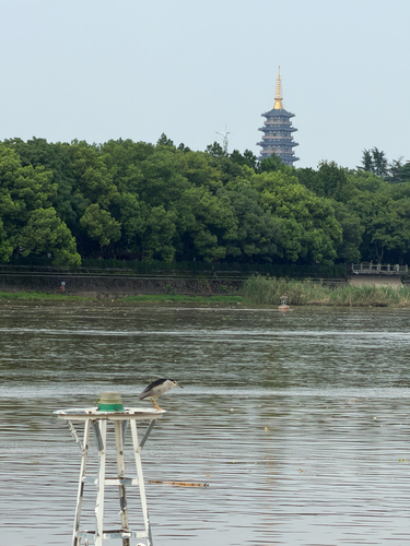 Black-crowned Night Heron