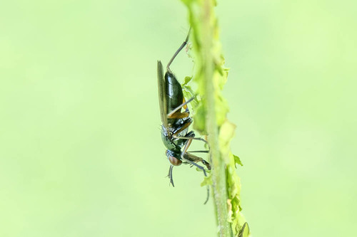 Sepedon aenescens, 2026-08-16